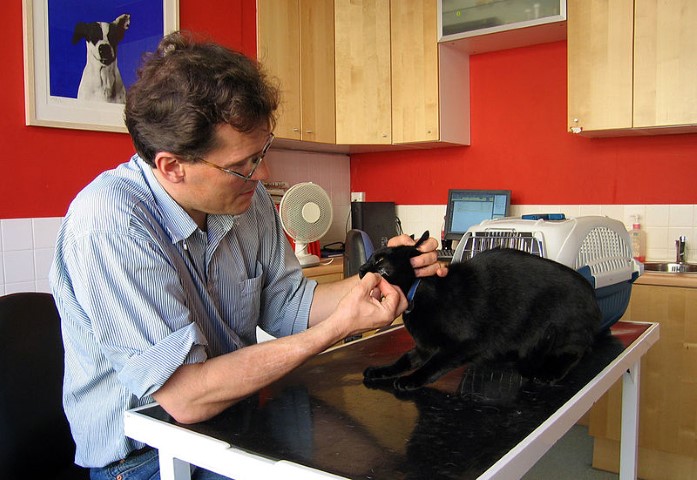 Eine Katze wird beim Tierarzt behandelt